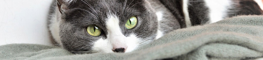 Mon chat n'est pas câlin