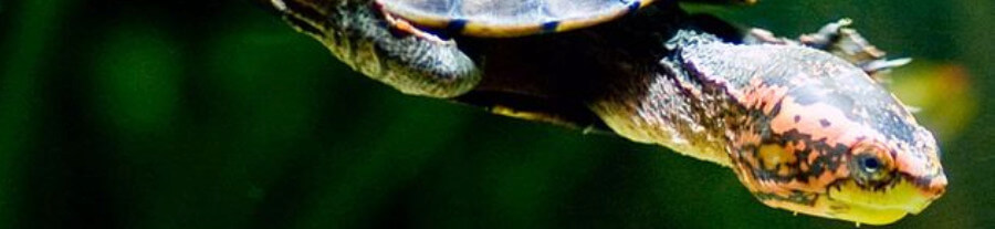 Les espèces de tortues aquatiques domestiques