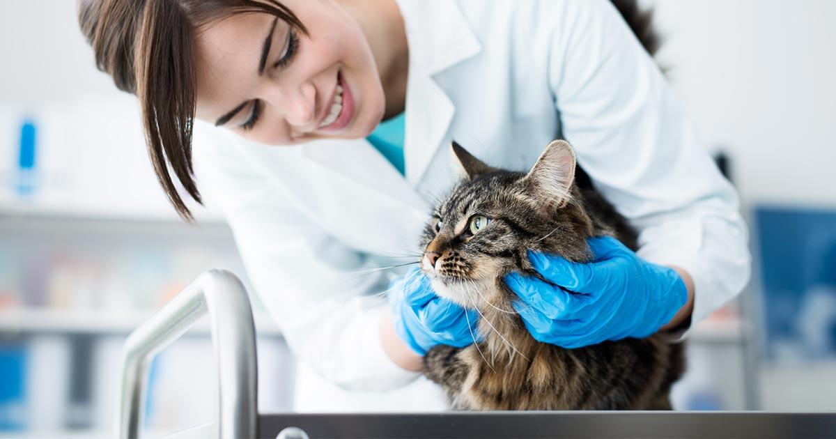 Faire stériliser son chat à la SPA
