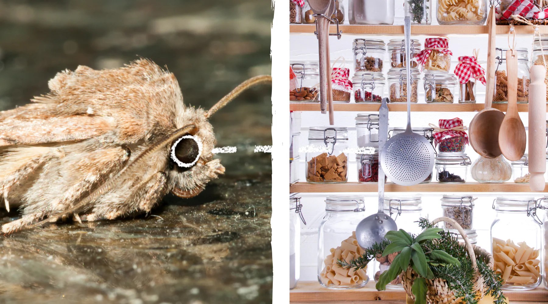 Pantry Moths How to Get Rid of Them and Keep Your Food Safe RedCedar