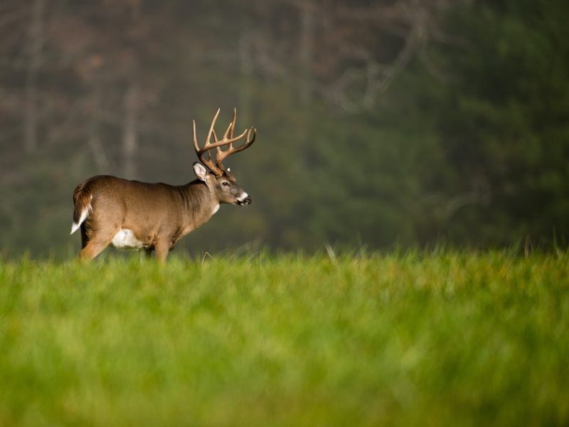 Kansas & Missouri Land For Sale Red Cedar Land Co.