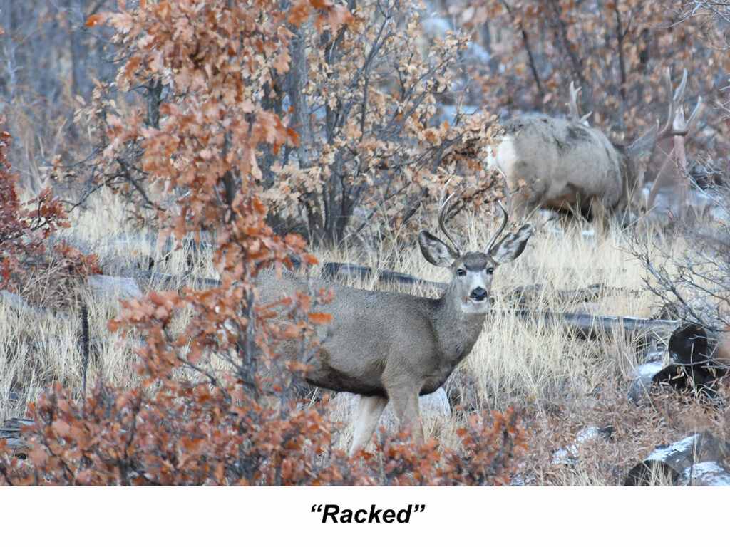 Red Cliff Guest House Durango CO See Our Properties!