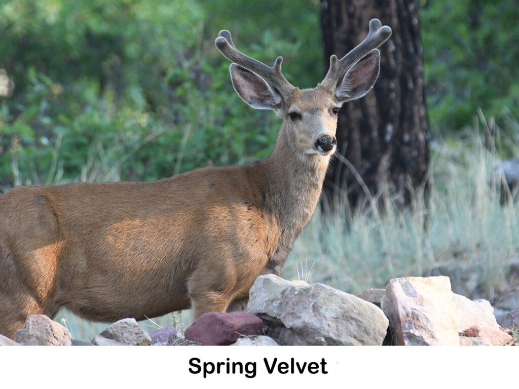 Red Cliff Guest House Durango CO See Our Properties!