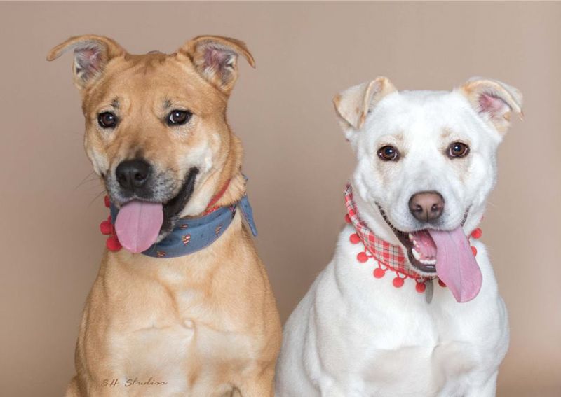 About Us Red Collar Rescue