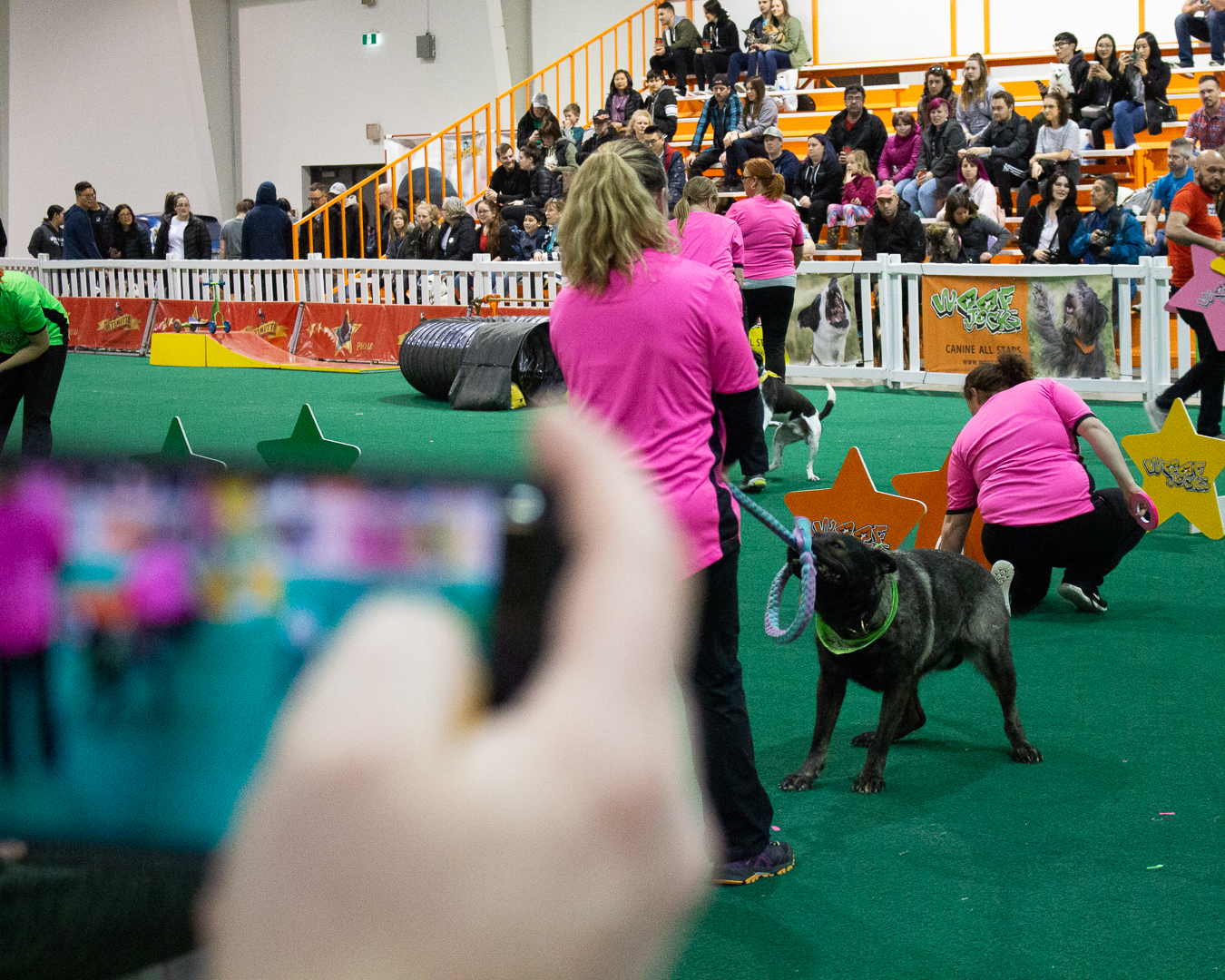 Pet Expo Mississauga, ON Red Collar Creative
