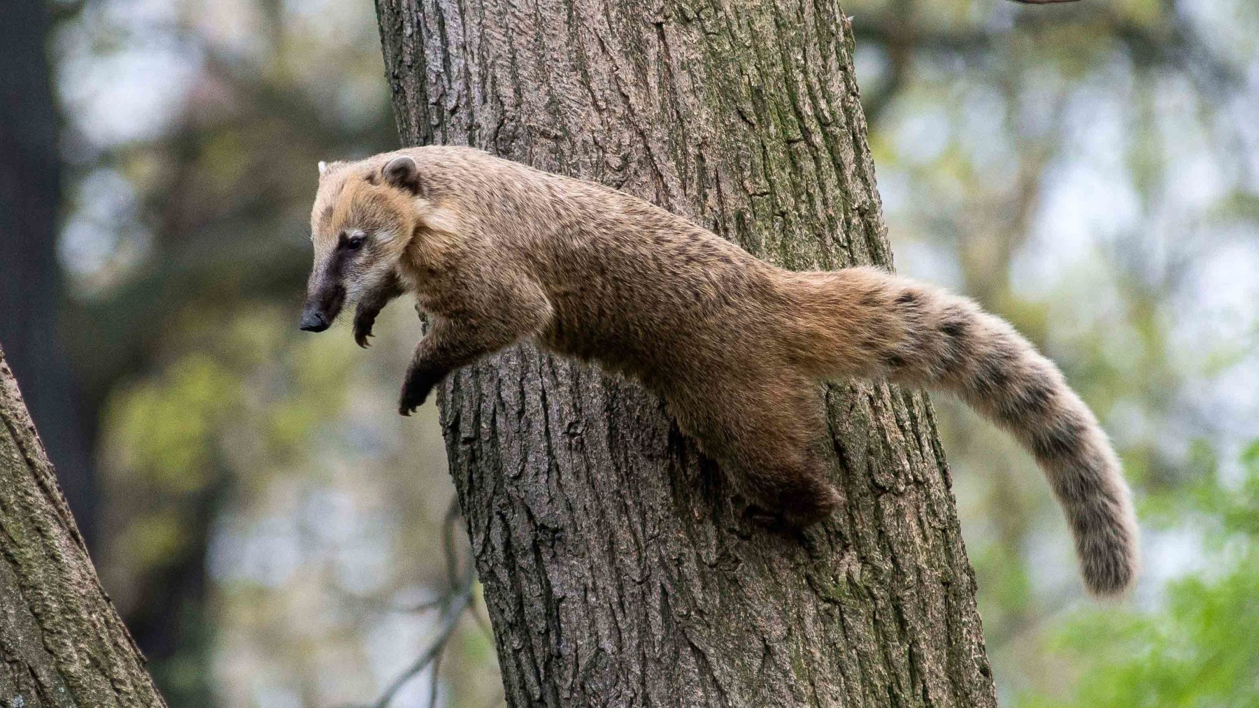 Ameisenbär reddereitz.de