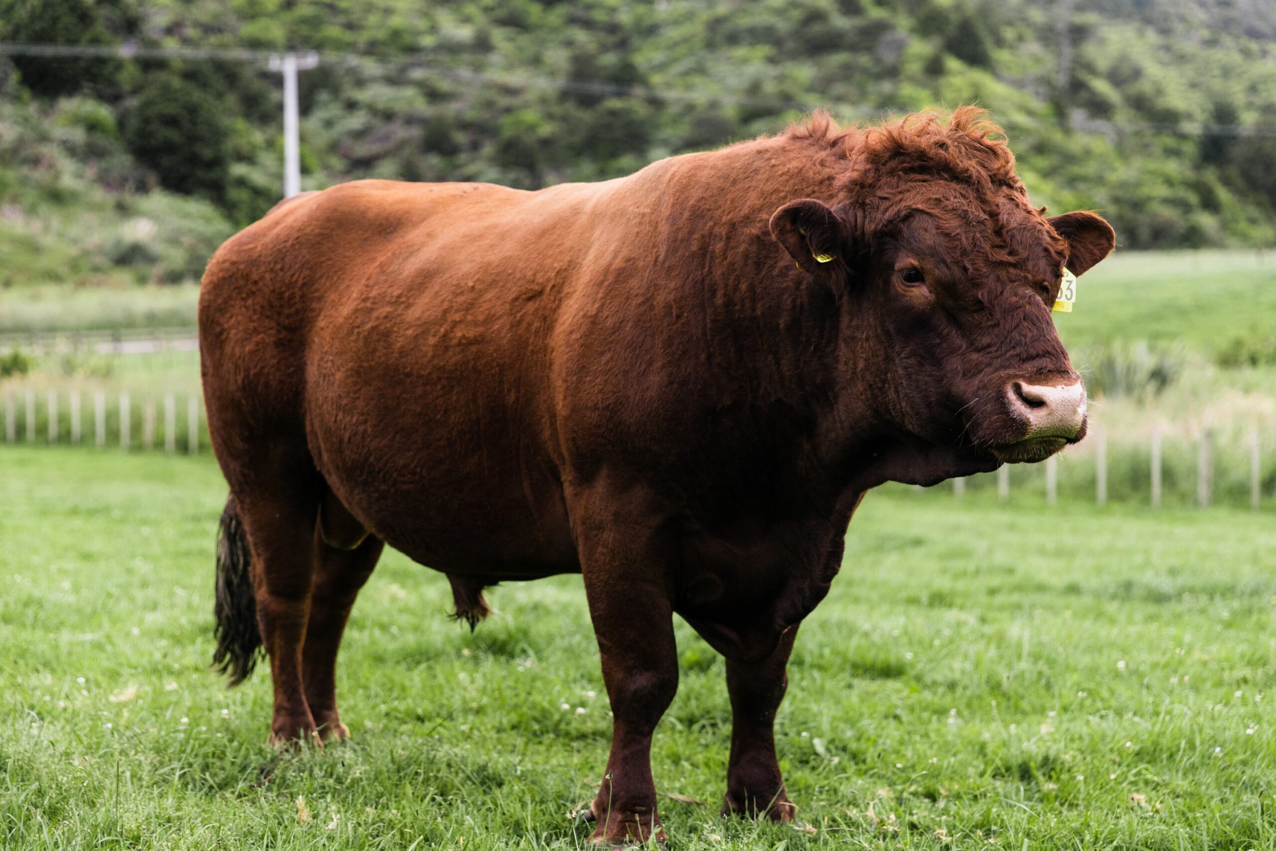 Red Devon Cattle Ahuroa Red Devon
