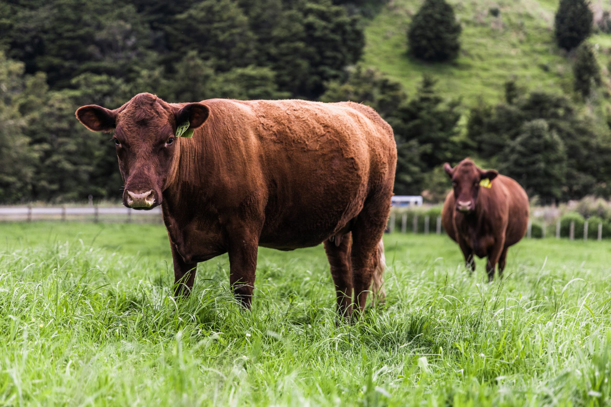 Red Devon Cattle Ahuroa Red Devon