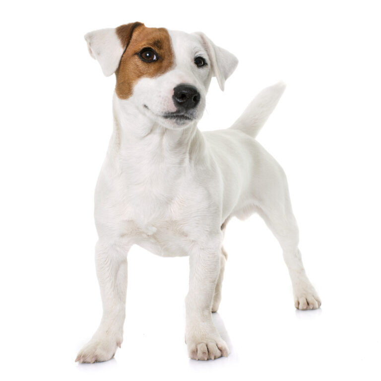Pet Stop Invisible Fencing for Dogs and Cats