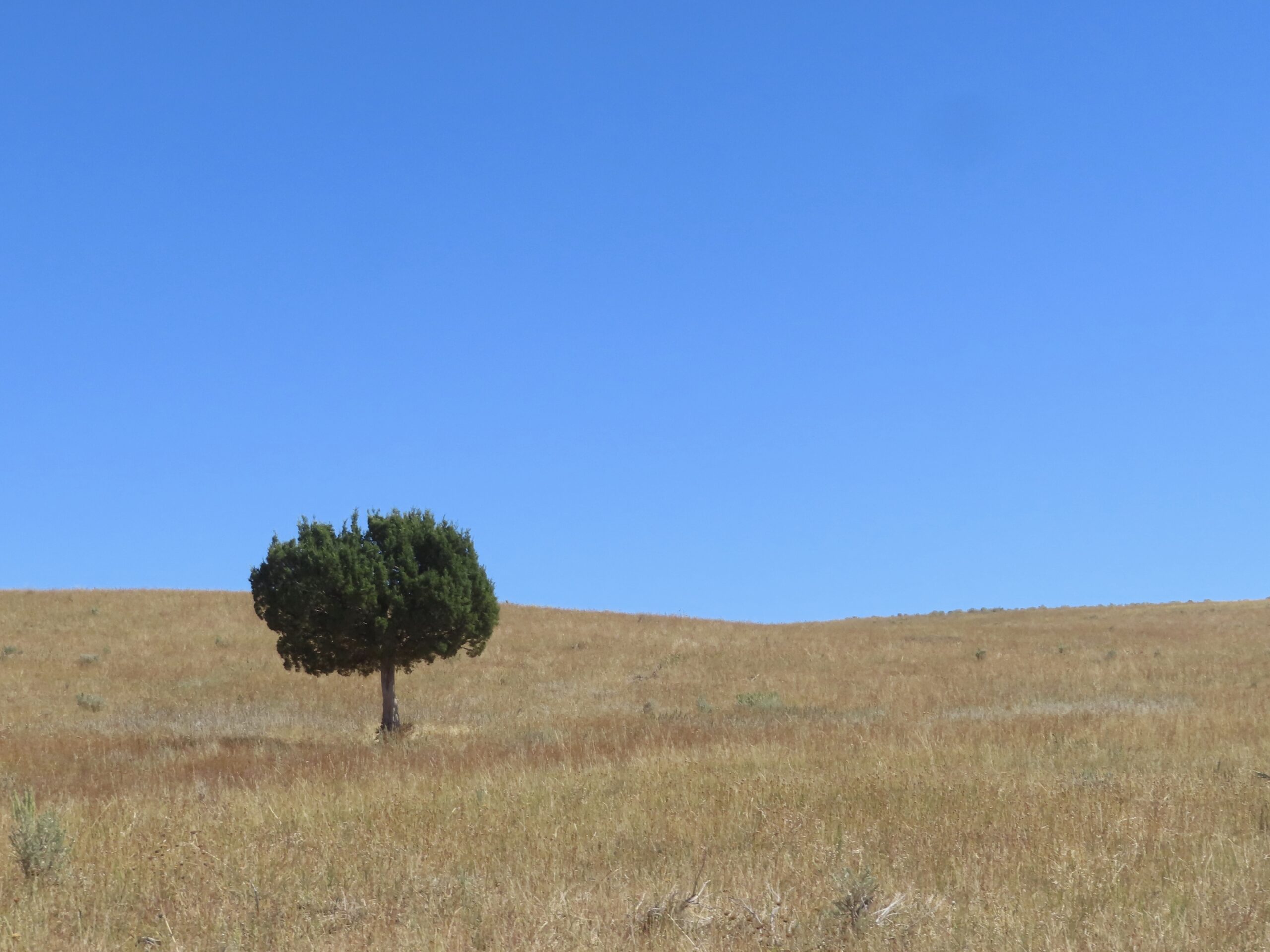 Wordless Wednesday “Lone Tree”