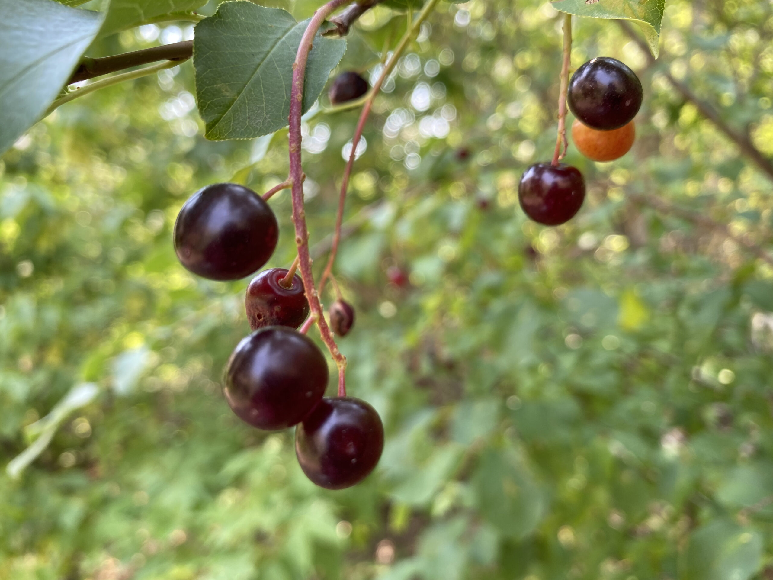 Ten Things You May Not Know About… Chokecherries
