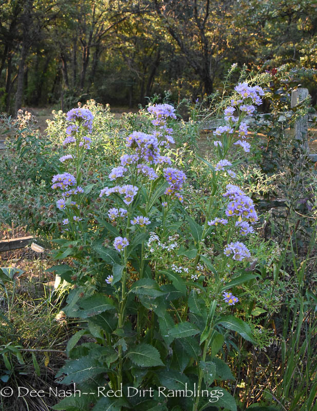 Garden Bloggers� Bloom Day, Dateline October Red Dirt