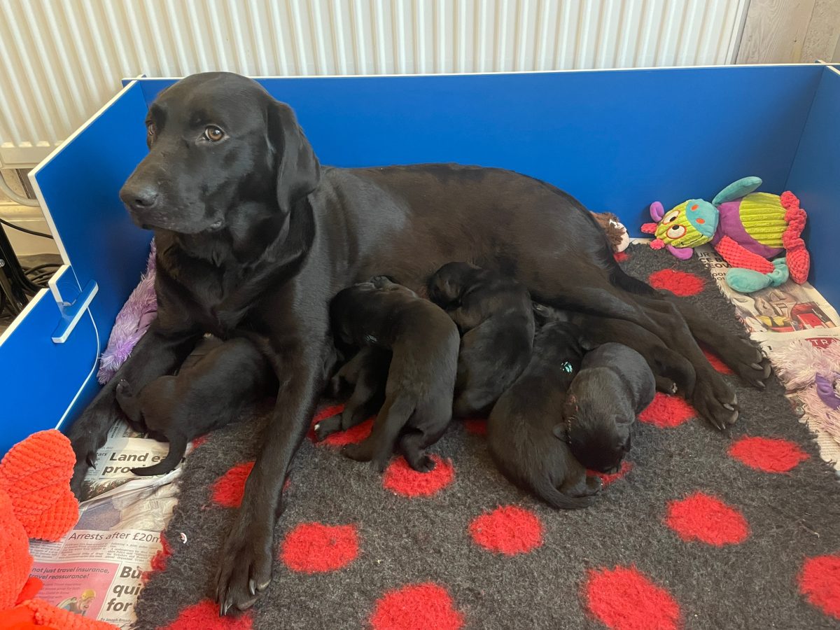Meet the guide dog puppies born on Christmas Day in Redditch The