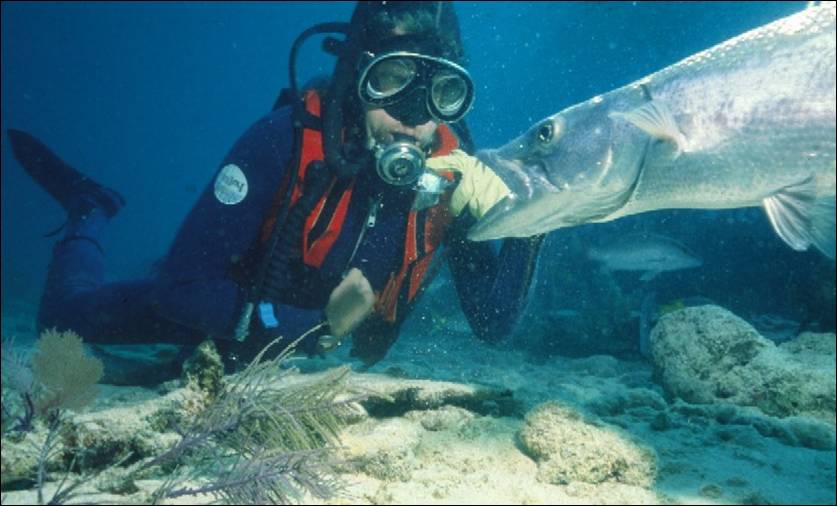 REDDOG DIVING KEY LARGO, FLORIDA