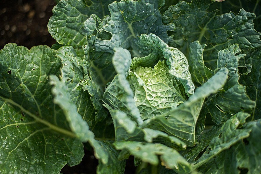 Italian Stuffed Cabbage Red Dog Farm