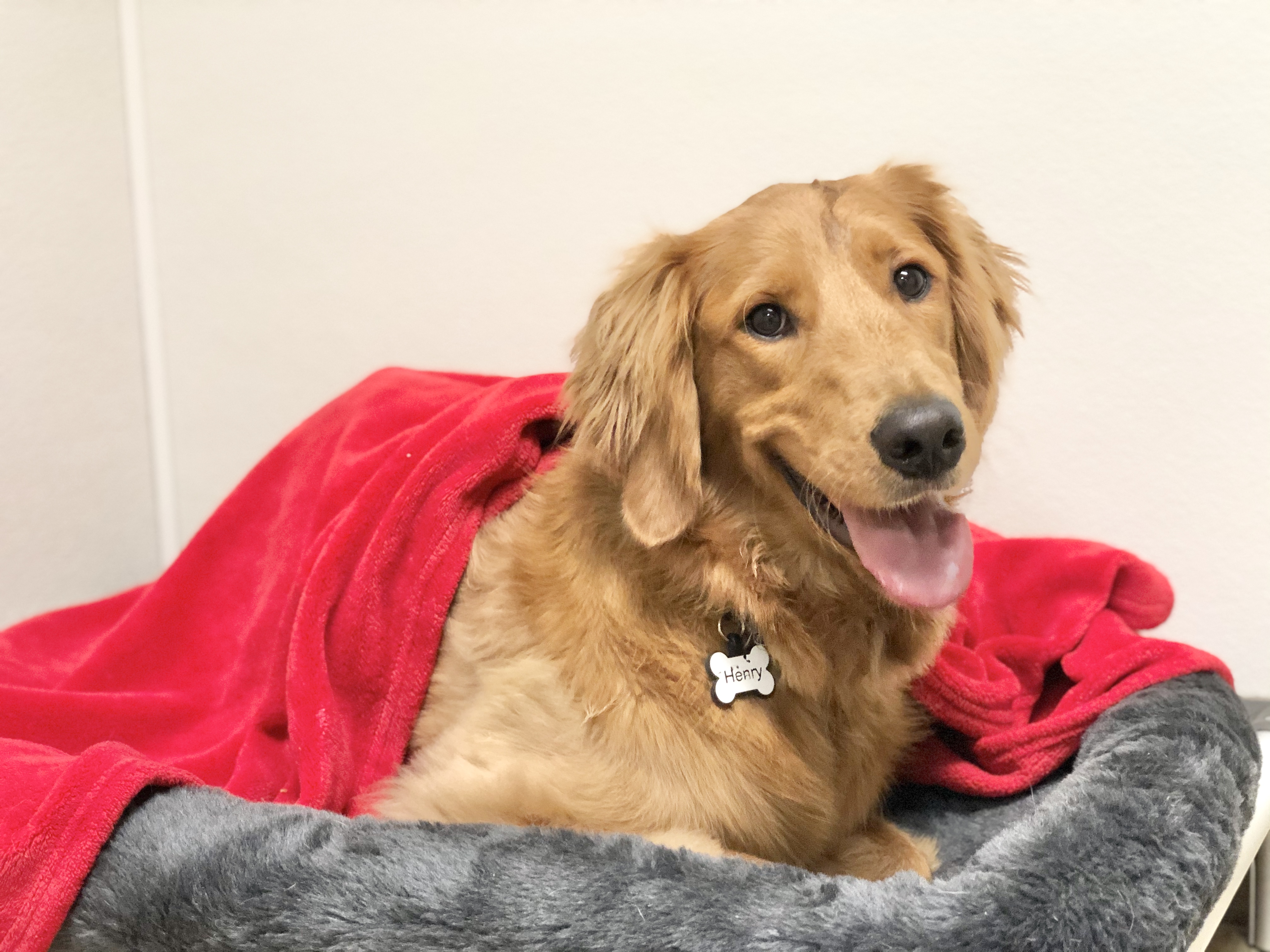 Dog a La Carte Services Red Dog Pet Resort & Spa