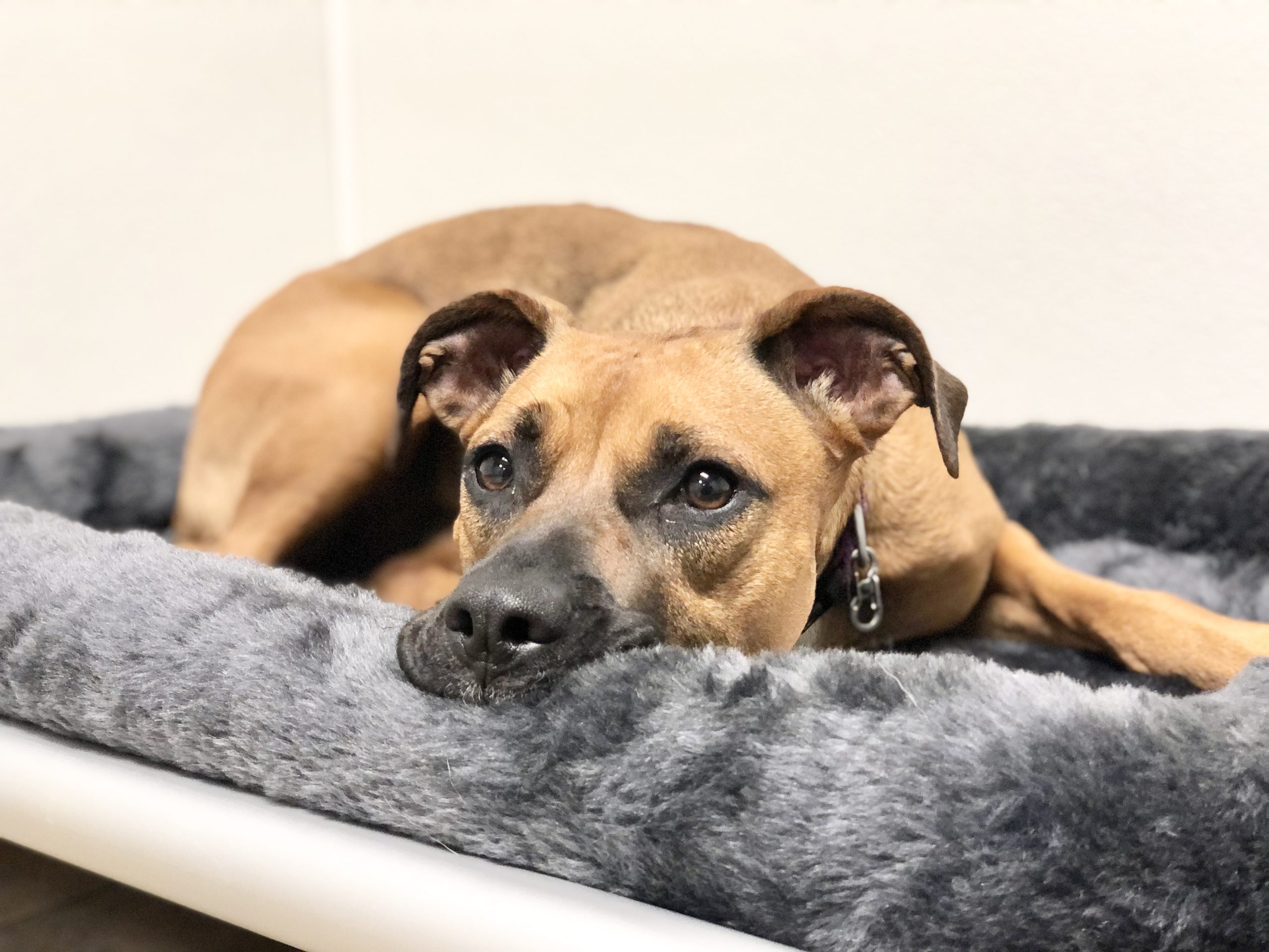 Dog à La Carte Services Red Dog Pet Resort & Spa