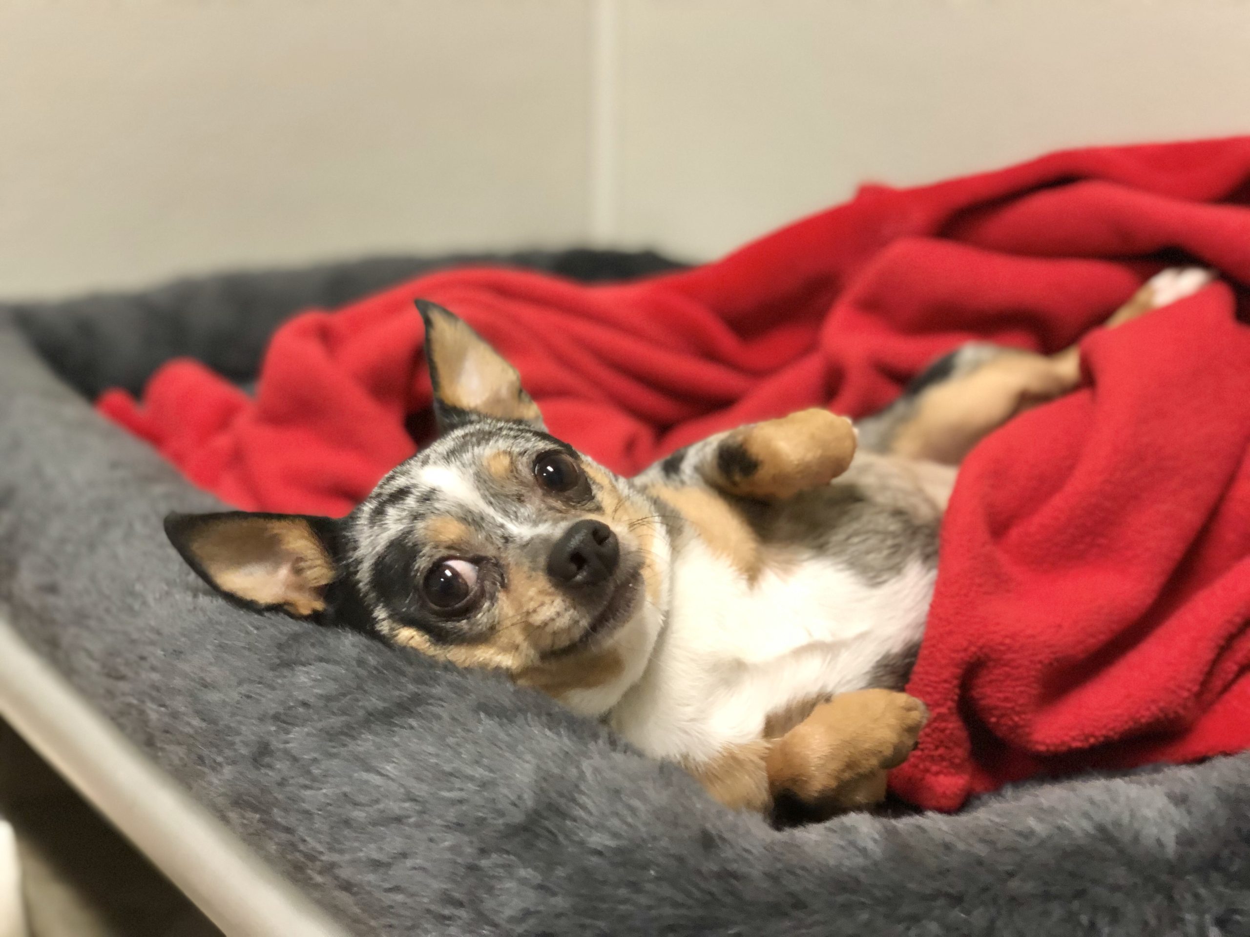 Dog à La Carte Services Red Dog Pet Resort & Spa