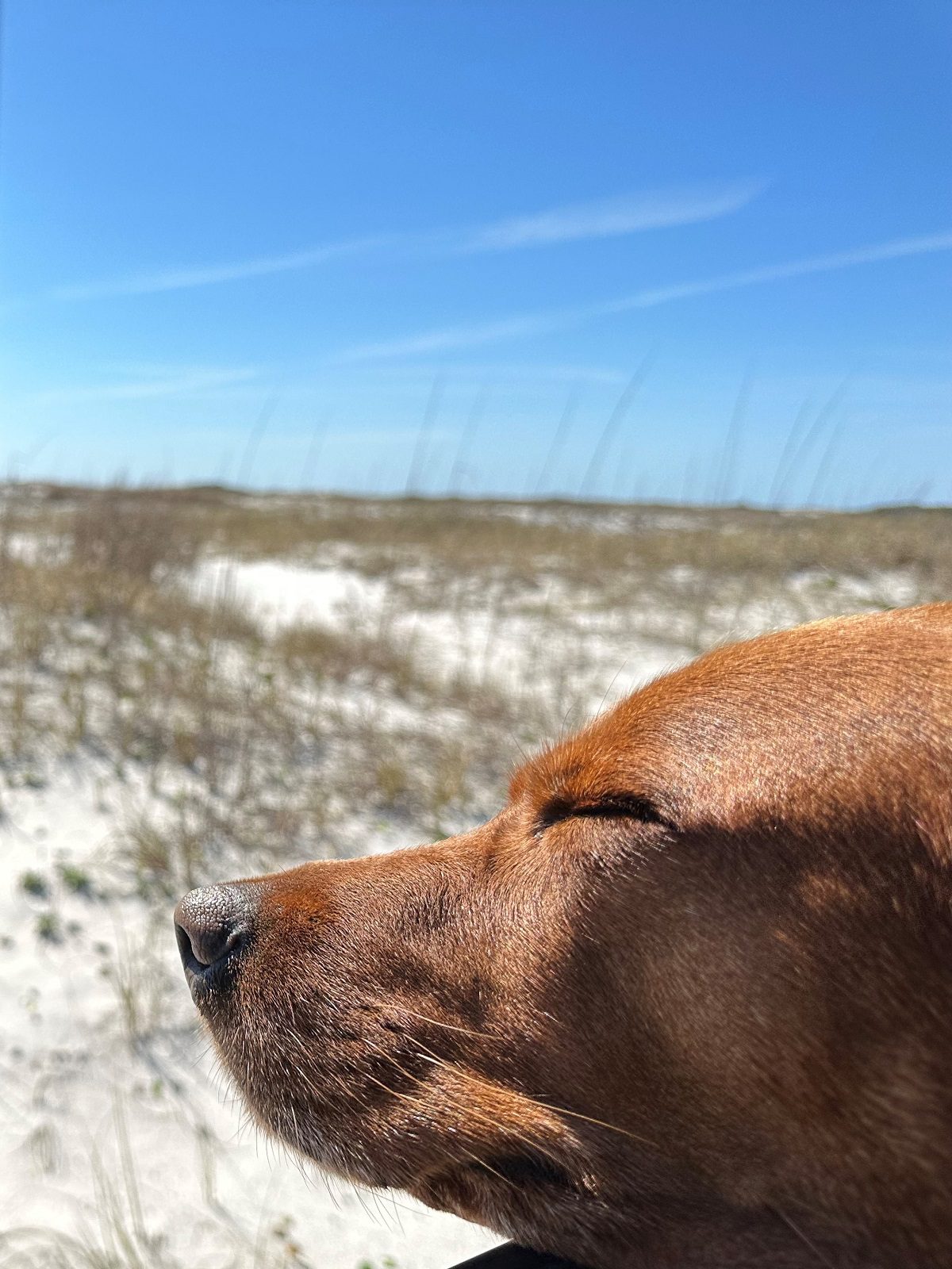 Luxury, DogFriendly RV Resort in Orange Beach, Alabama Red Dog Tales