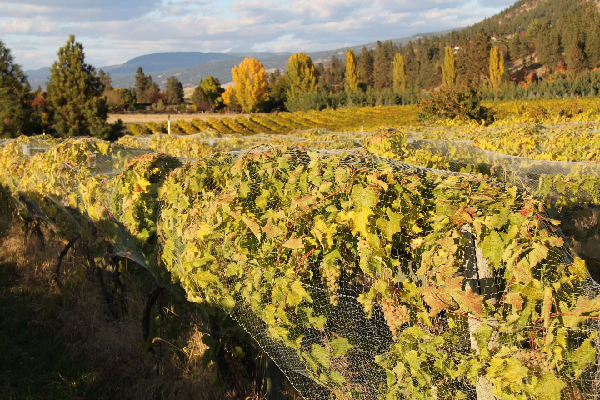 Kelowna Wine Routes Map Map Red Dog Wine Tours