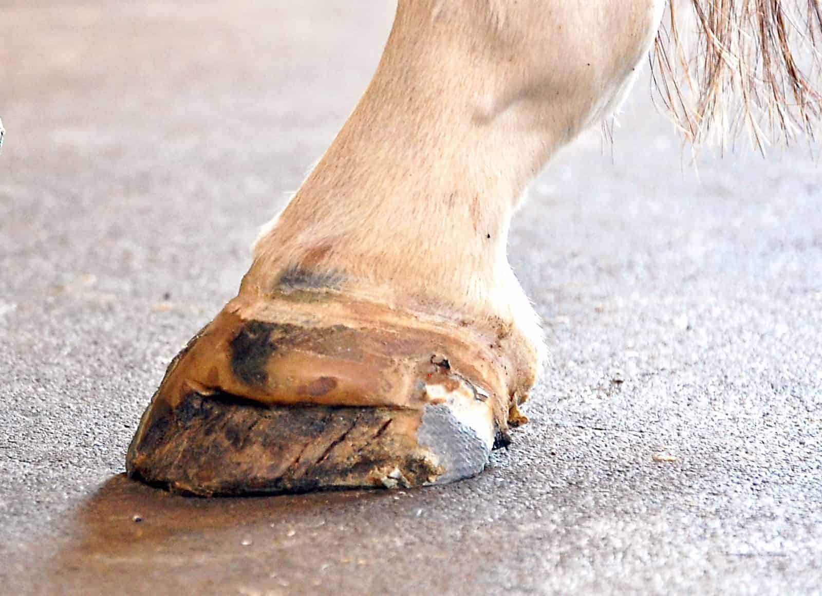 Enfermedad de la línea blanca RED ECUESTRE