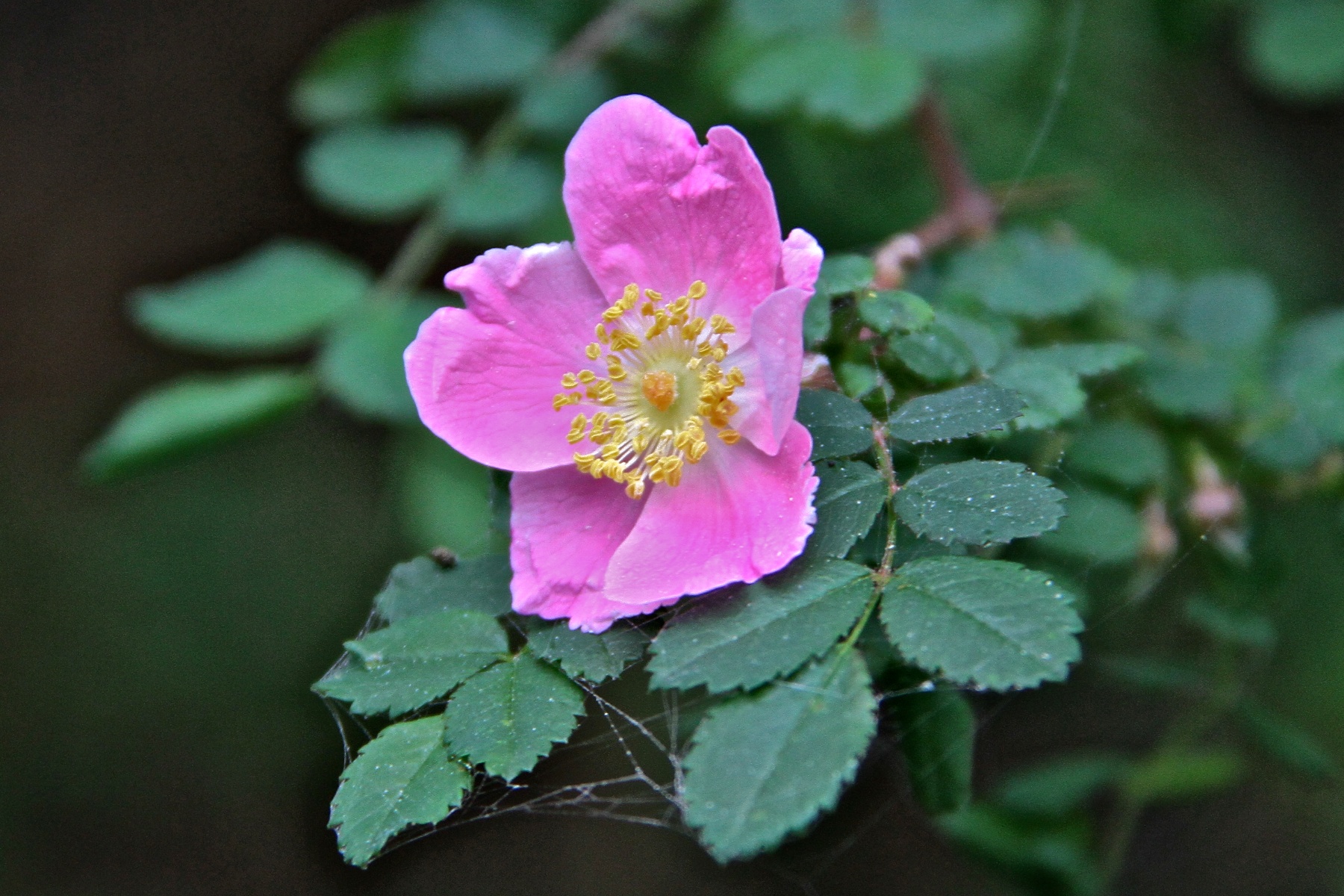 redeegggallery Sarhentaruc