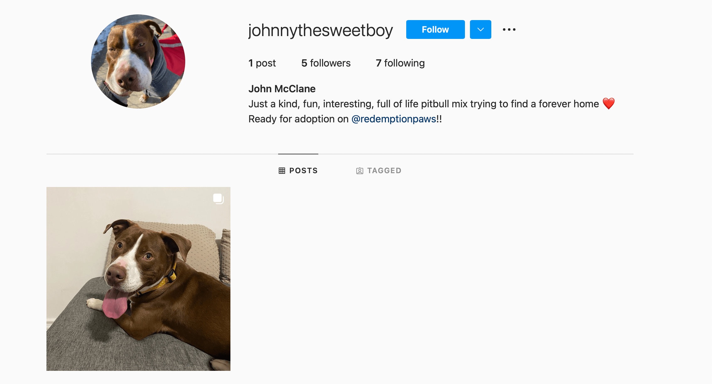 Is Redemption Paws importing pitbulls illegally to Ontario? If so, are