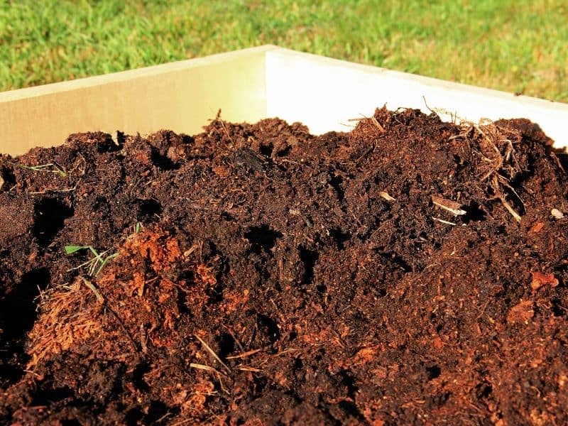 9 Great Reasons To Raise Quail On Your Homestead The Permaculture