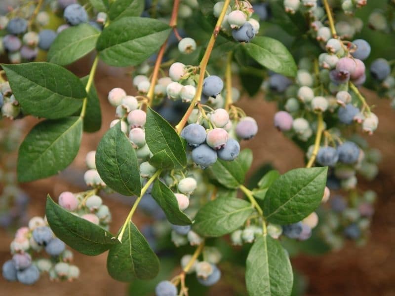 What NOT To Plant Near Blueberries The Small Town Homestead