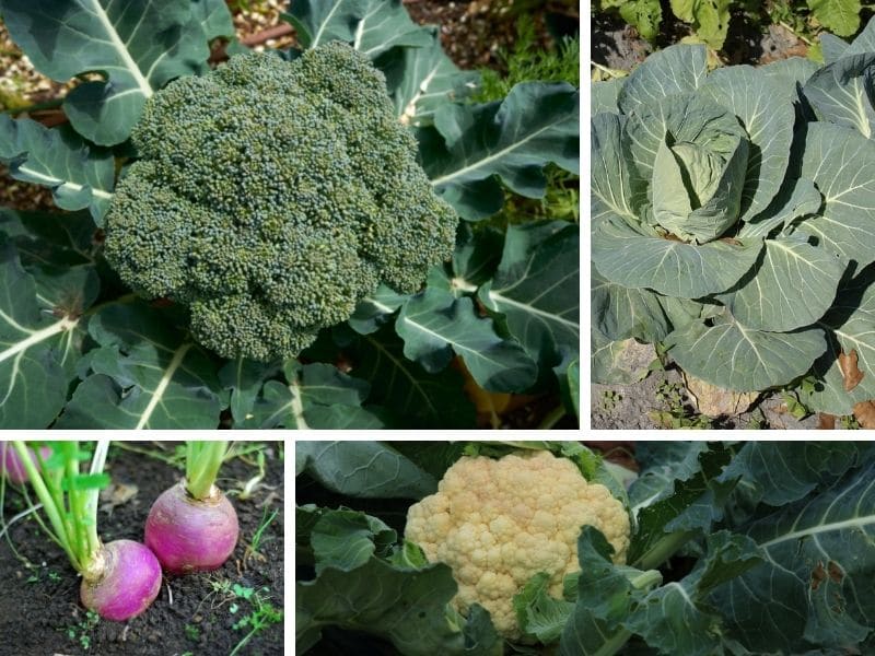 What are Brassicas? (Growing Tips Included) The Small Town Homestead
