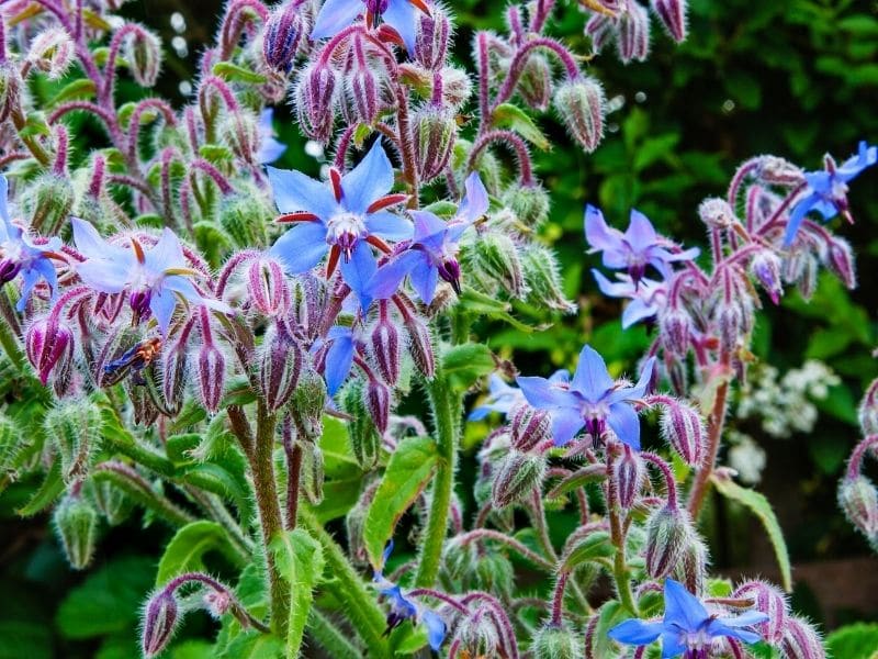 How To Grow Borage And Why You Should The Small Town Homestead