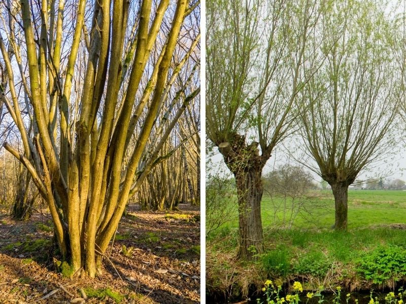 Pollarding and Coppicing Trees and Shrubs (Why and How) The Small Town Homestead