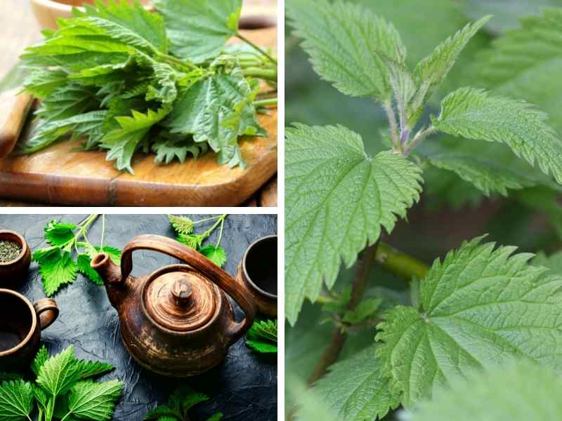 Growing Stinging Nettle and Its Benefits For A Permaculture Homestead