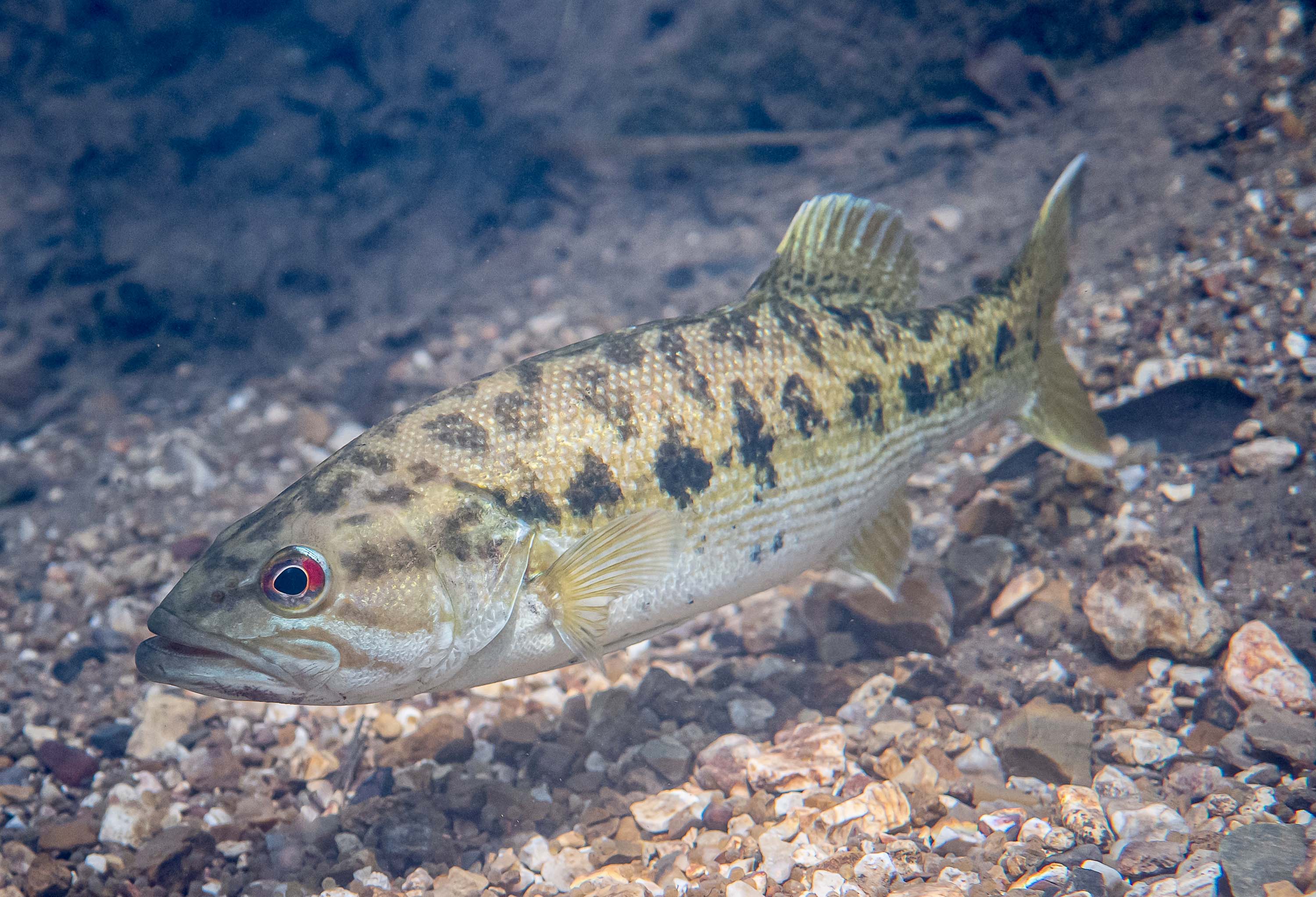Redeye Bass Fly Fishing