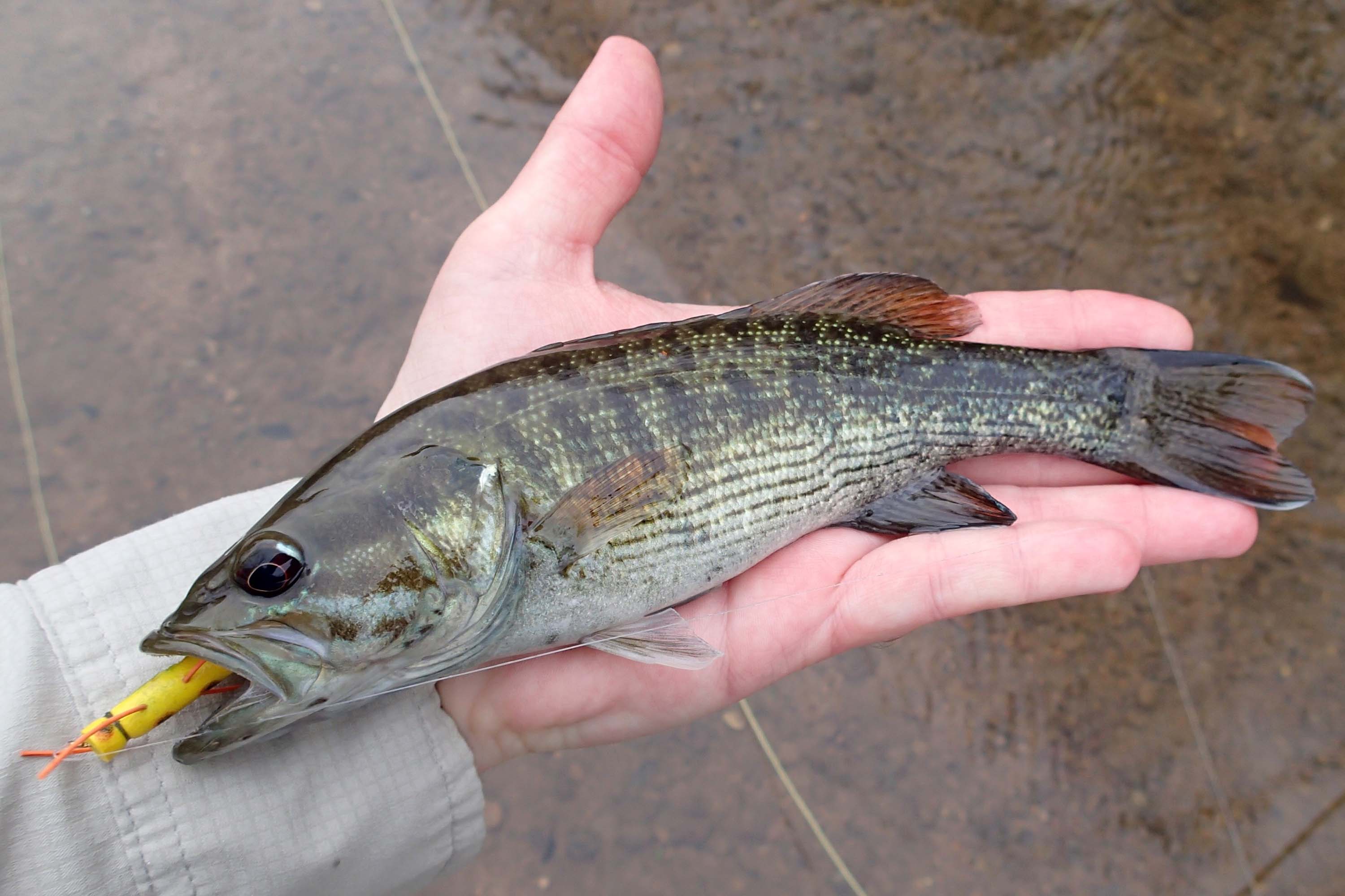 Redeye Bass Fly Fishing