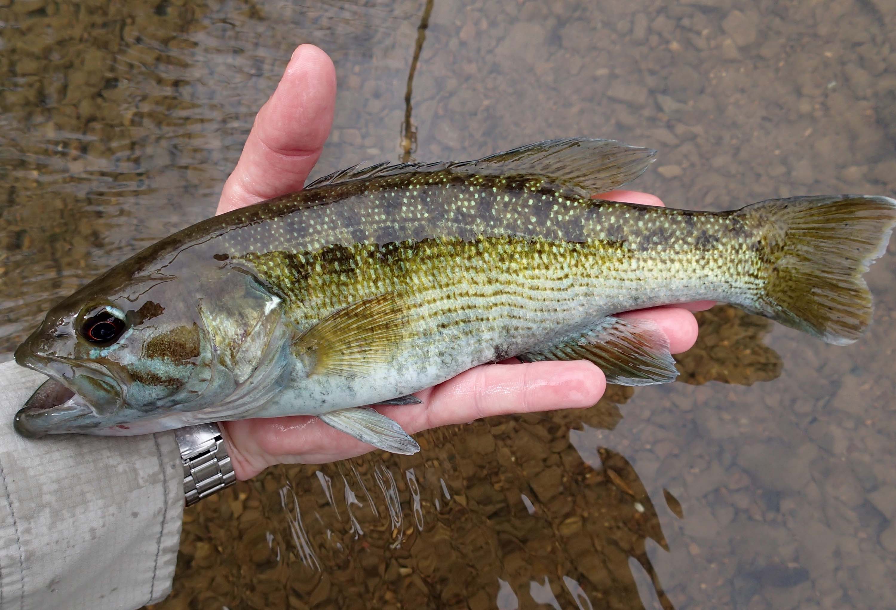 Redeye Bass Fly Fishing