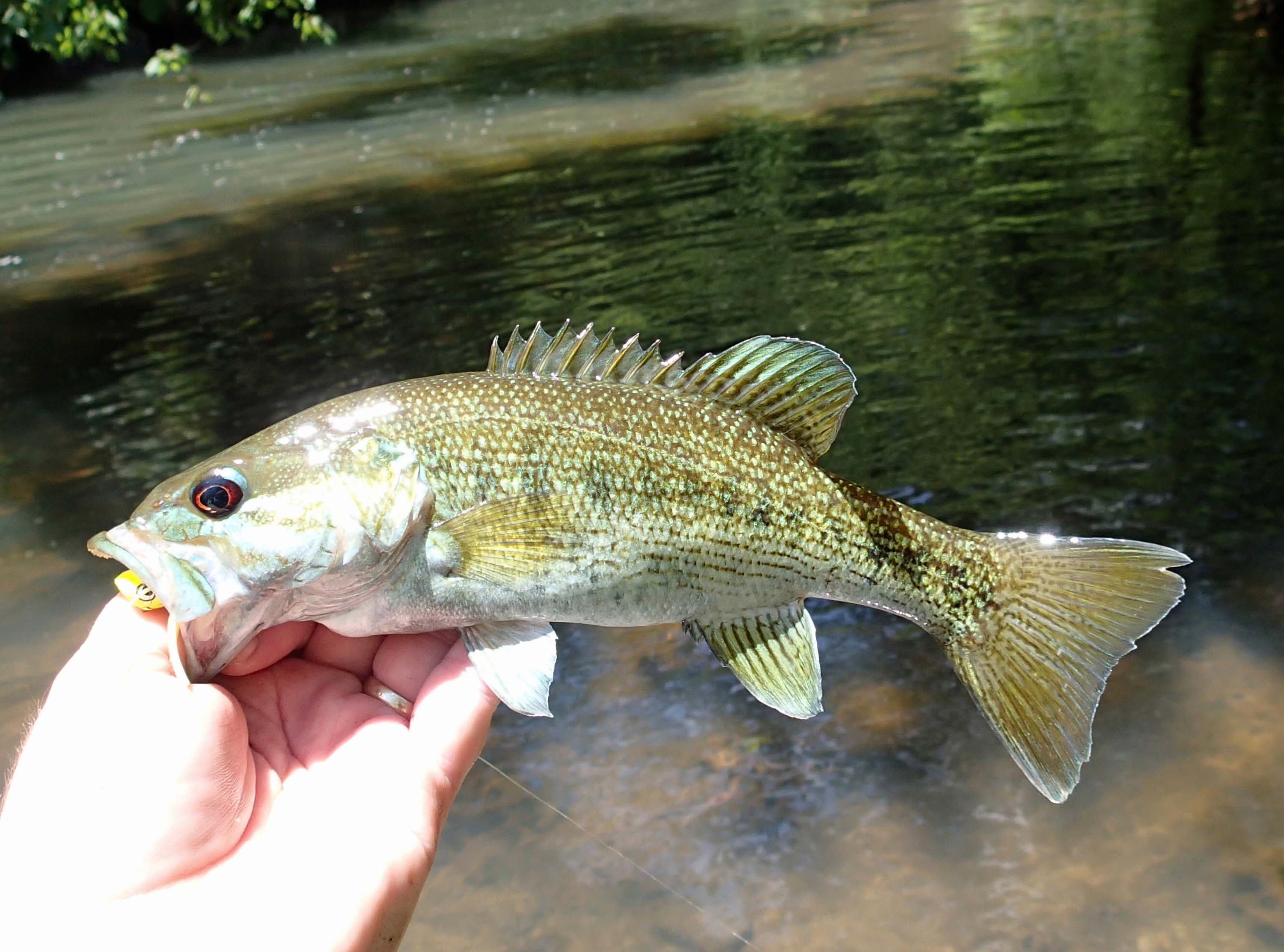 Redeye Bass Fly Fishing