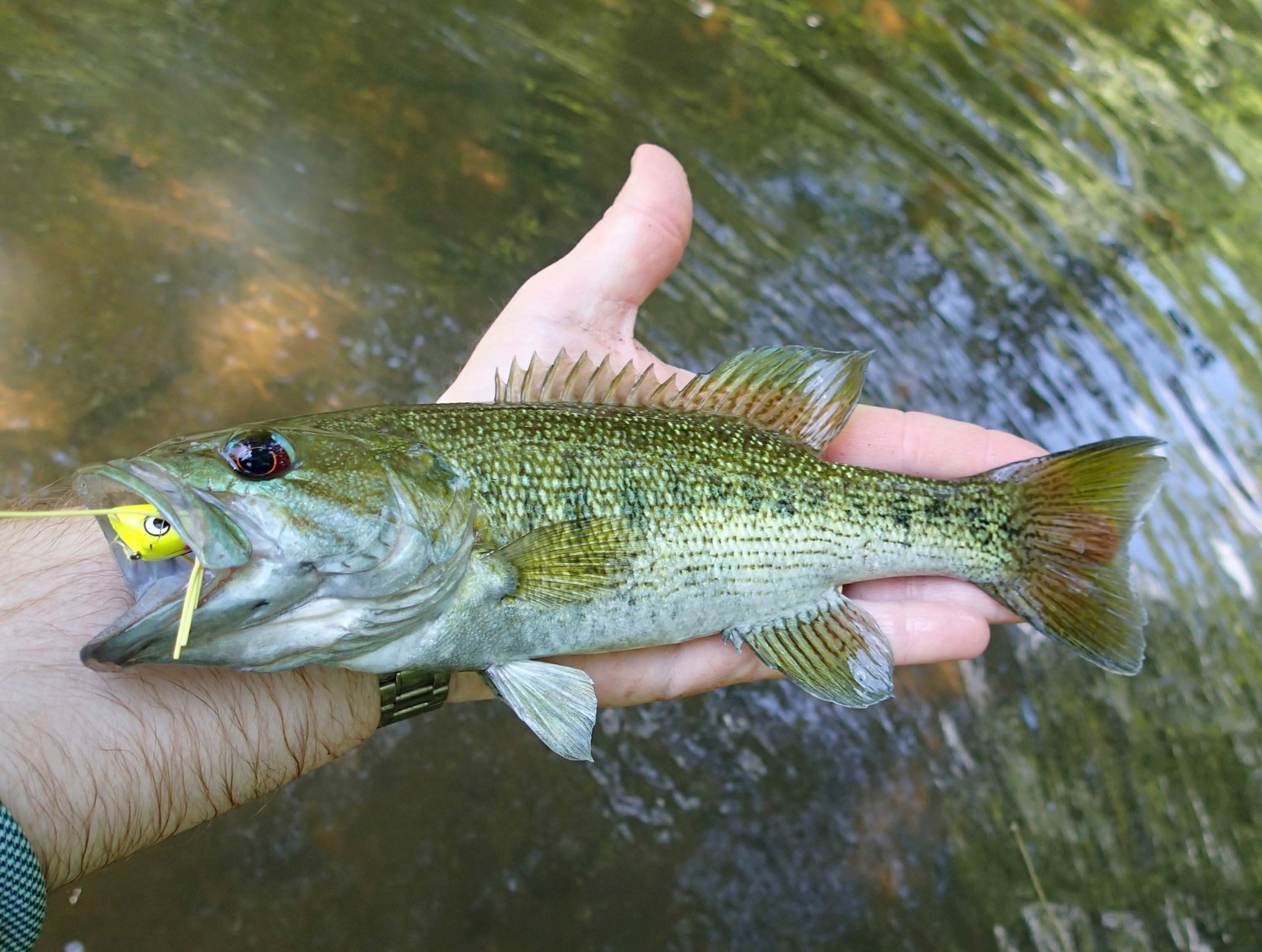 Redeye Bass Fly Fishing