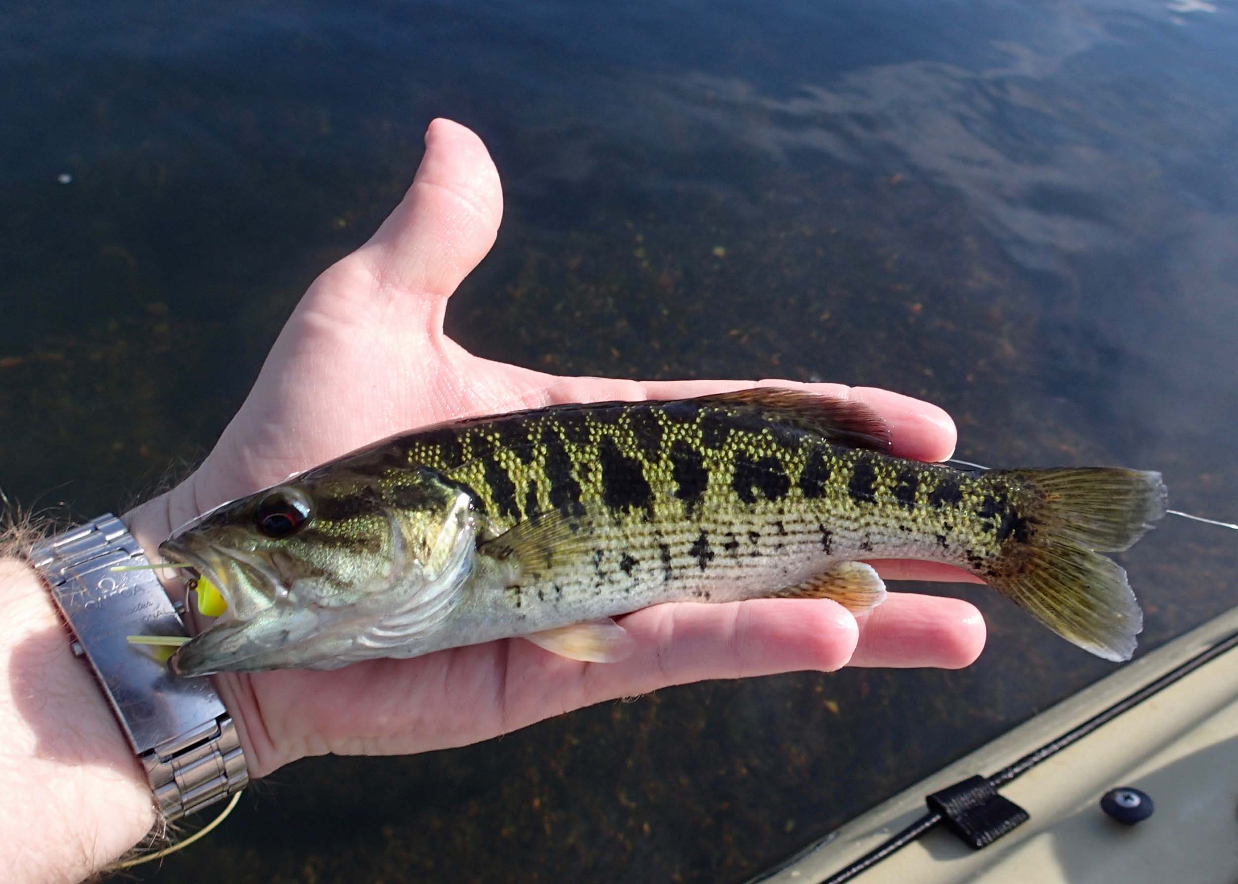 Redeye Bass Fly Fishing
