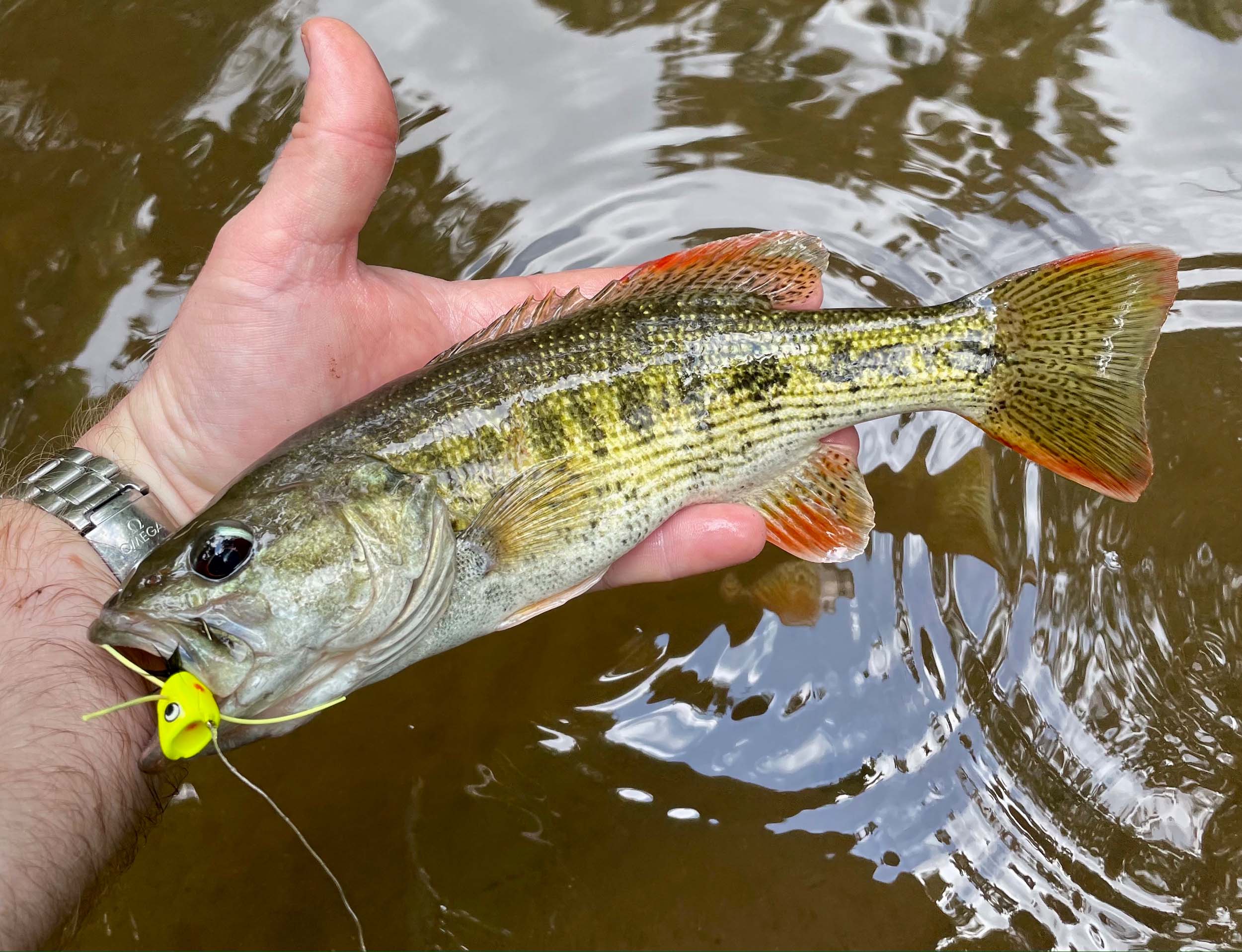 Redeye Bass Fly Fishing