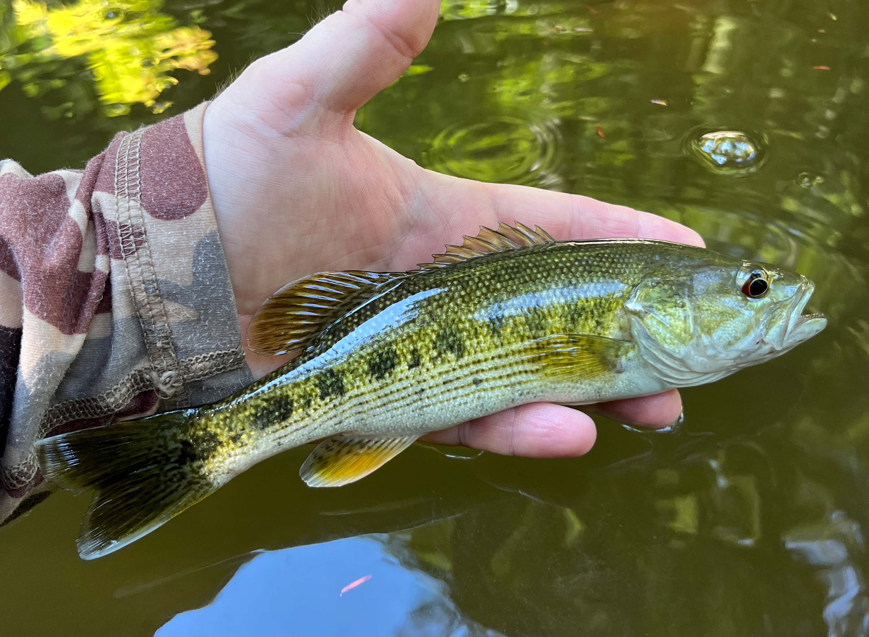 Redeye Bass Fly Fishing