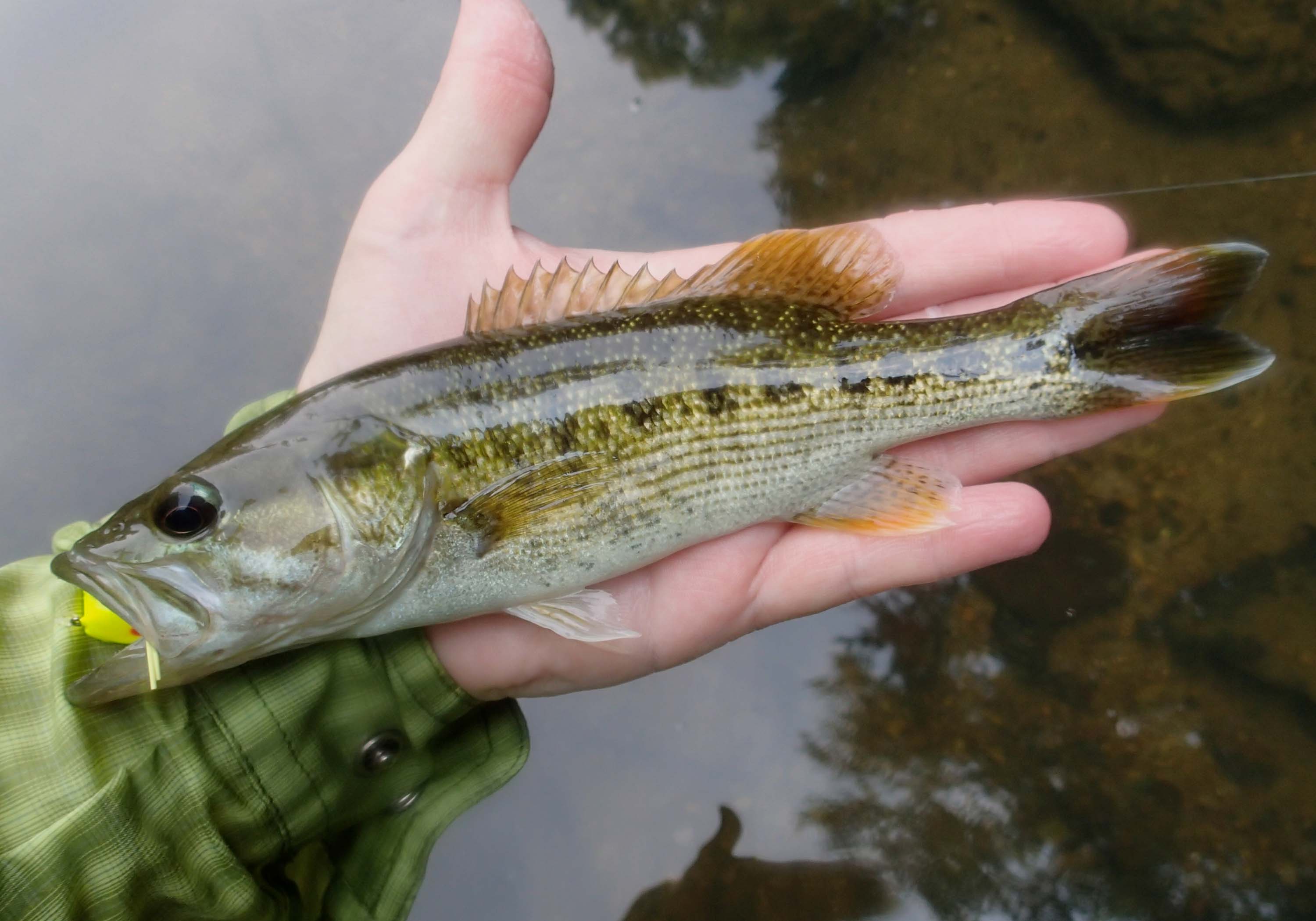 Redeye Bass Fly Fishing