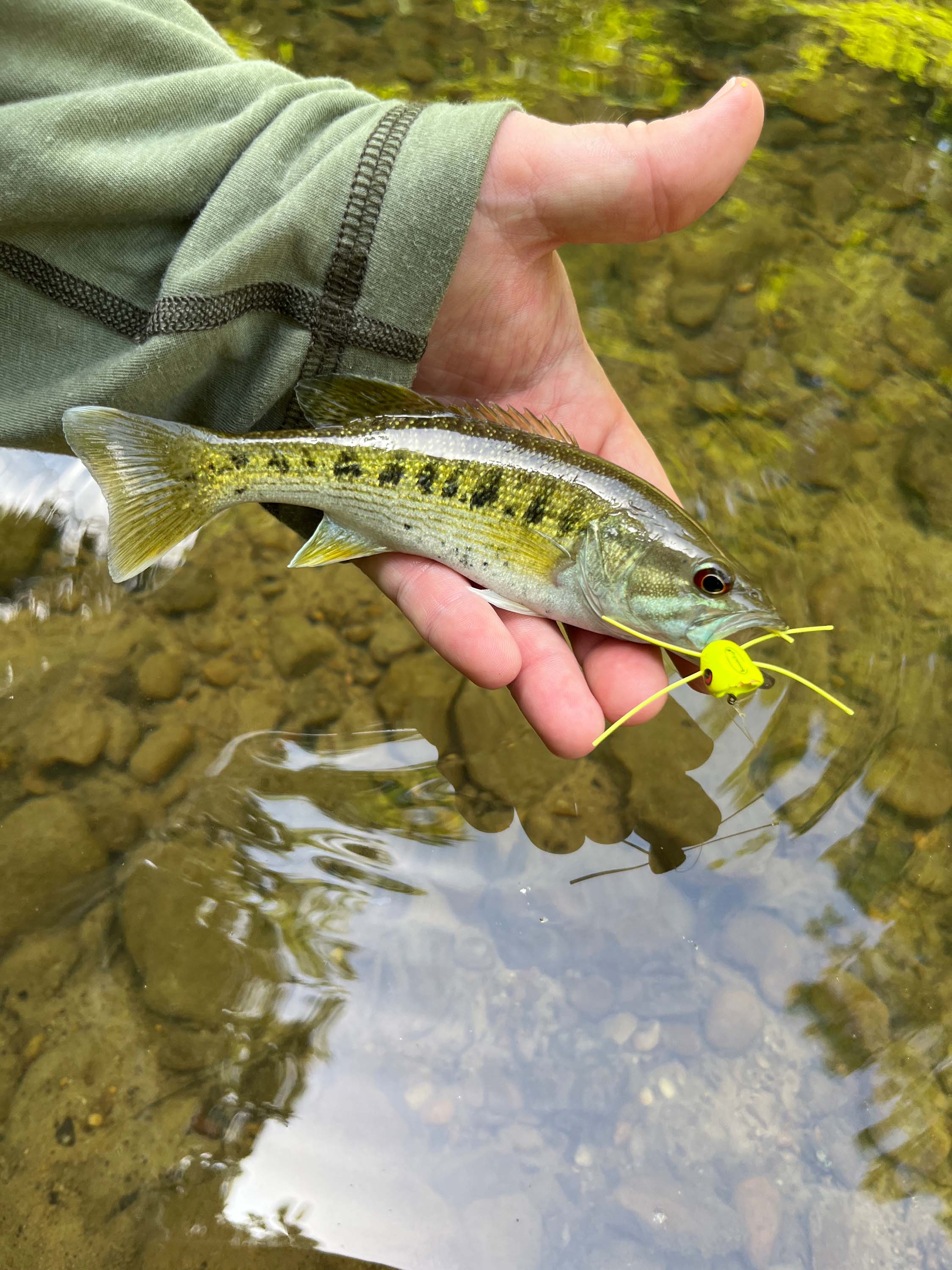 Redeye Bass Fly Fishing