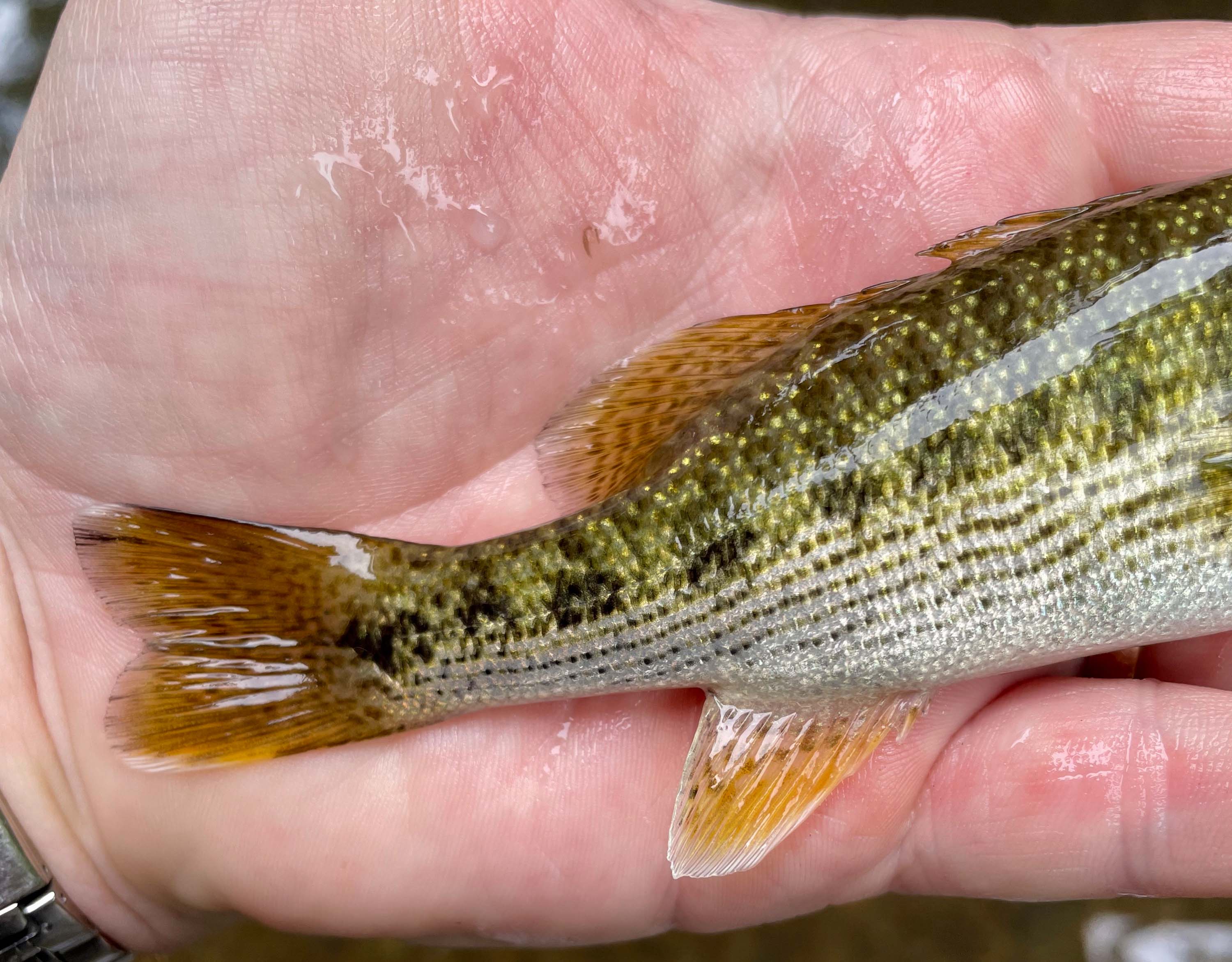 Redeye Bass Fly Fishing