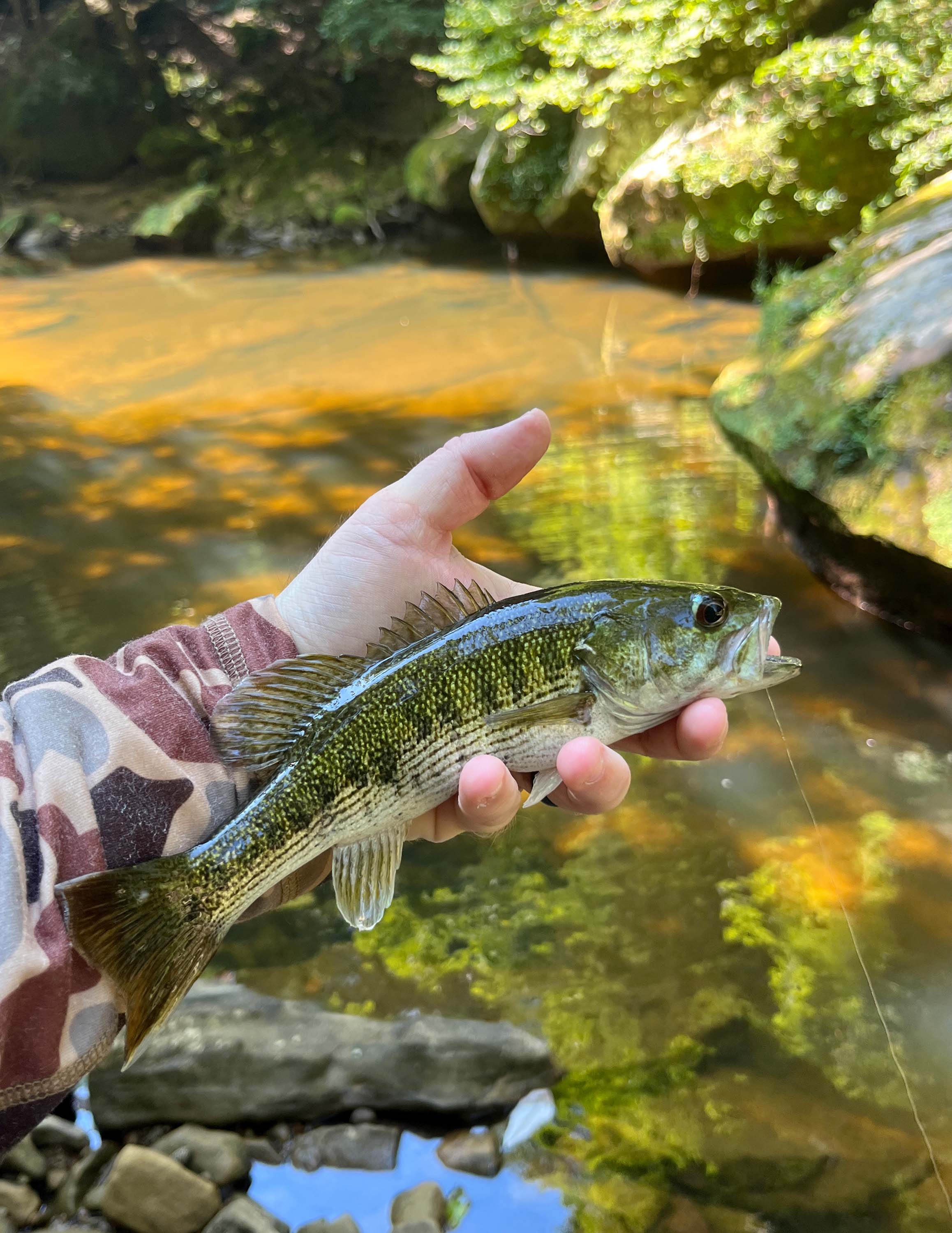 Redeye Bass Fly Fishing