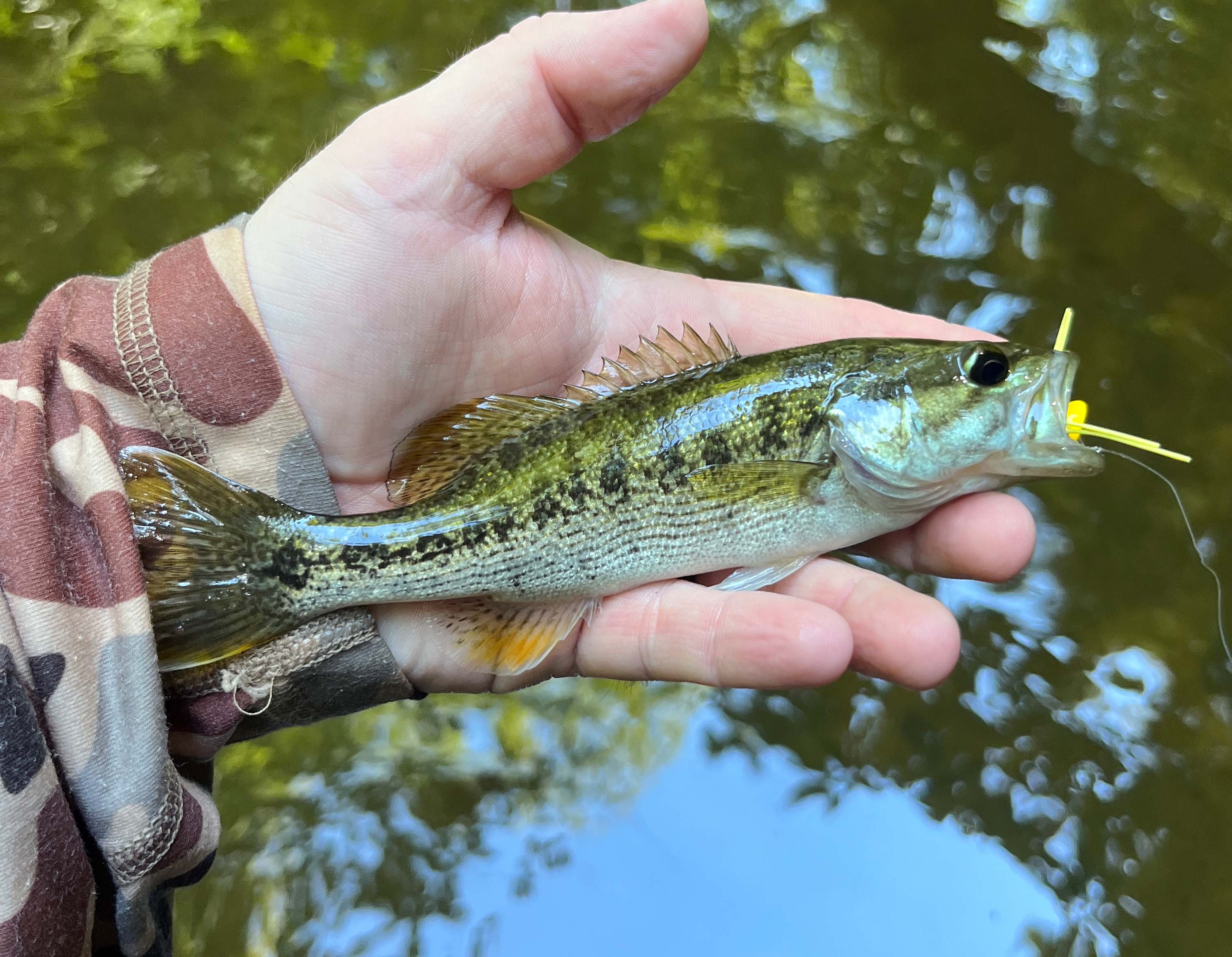 Redeye Bass Fly Fishing
