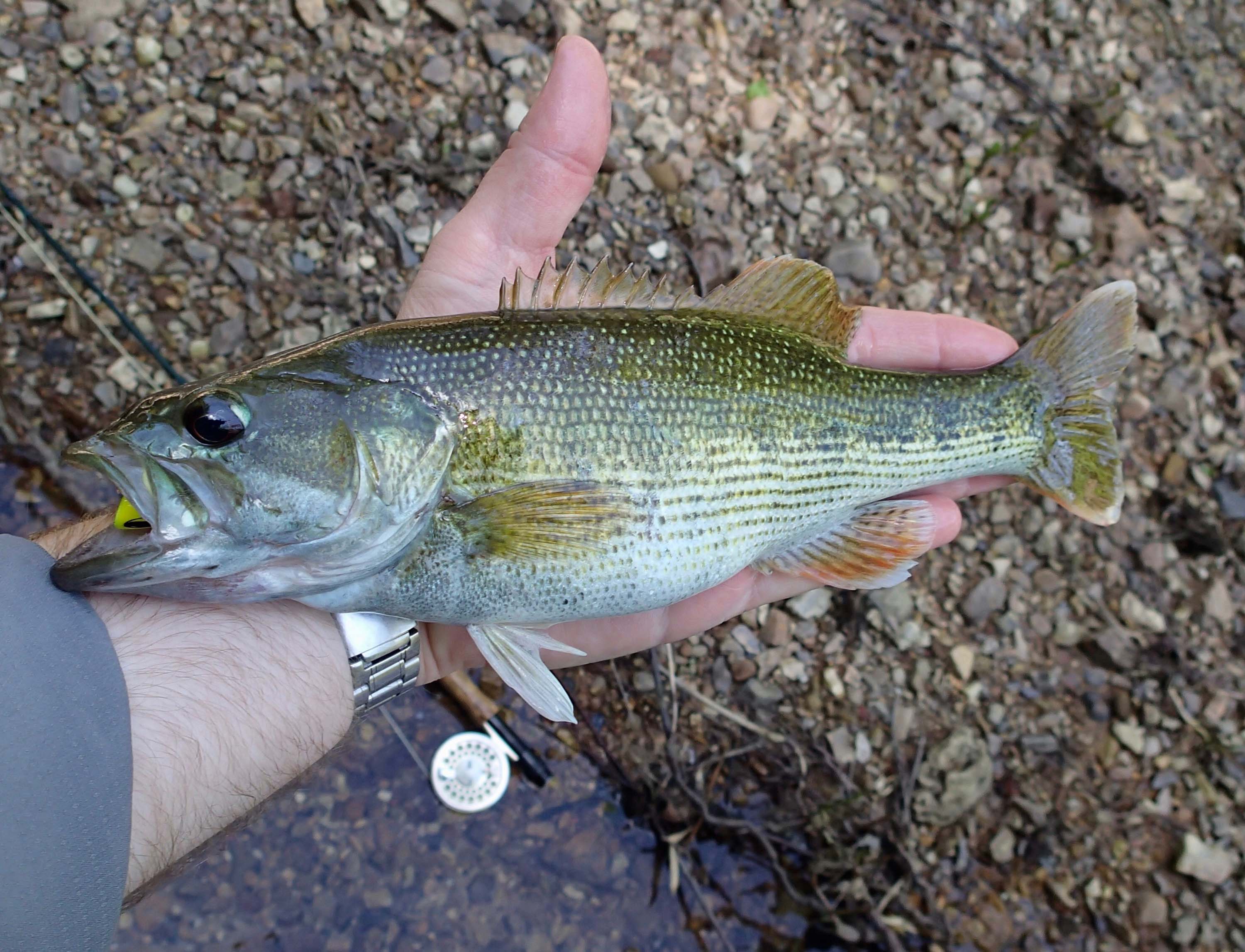 Redeye Bass Fly Fishing