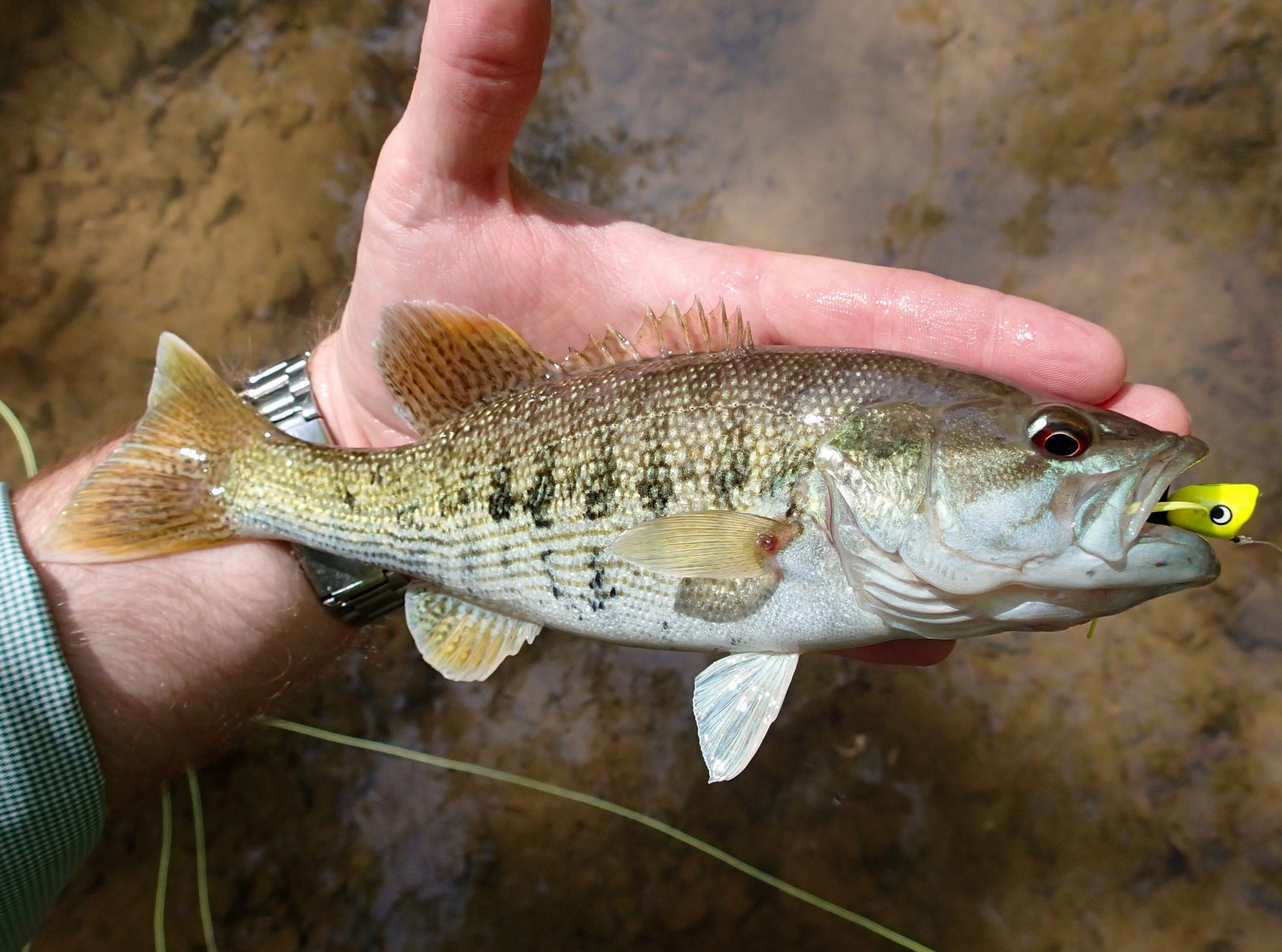 Redeye Bass Fly Fishing