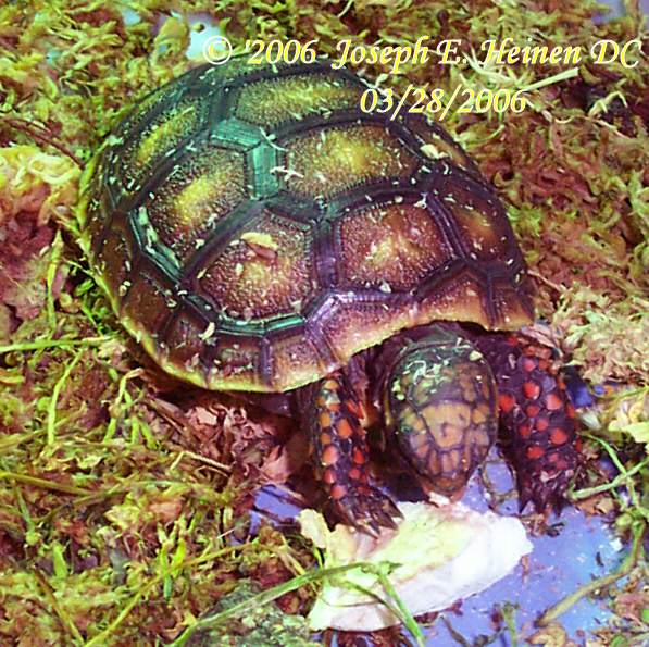 Redfoot Tortoise Diet