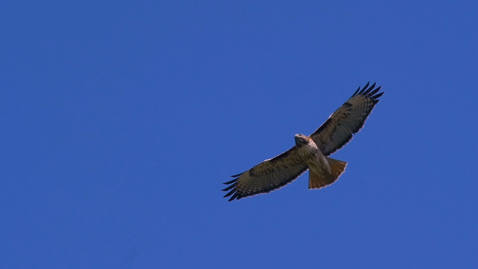Red Hawk at J6 Ranch Custom homesites, 2.5 acres and up